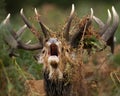 Close up of a red deer stag bellowing Royalty Free Stock Photo