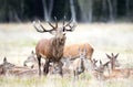 Red Deer stag bellowing surrounded by a group of hinds during rutting season in autumn Royalty Free Stock Photo