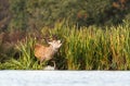 Red deer stag bellowing in water Royalty Free Stock Photo