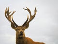 Close up of red deer stag Royalty Free Stock Photo