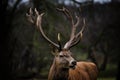 Close up of red deer stag Royalty Free Stock Photo