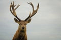 Close up of red deer stag Royalty Free Stock Photo