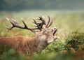 Close up of a Red deer stag calling Royalty Free Stock Photo