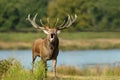 Close up of a red deer stag calling by a pond Royalty Free Stock Photo