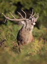 Close-up of a red deer stag calling during rutting season in autumn Royalty Free Stock Photo