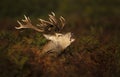 Red deer stag calling during rutting season in autumn Royalty Free Stock Photo