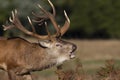 Red deer stag calling during rutting season in autumn Royalty Free Stock Photo