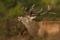 Red deer stag calling during rutting season in autumn Royalty Free Stock Photo