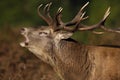 Red deer stag calling during rutting season in autumn Royalty Free Stock Photo