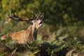 Red deer stag calling during rutting season in autumn Royalty Free Stock Photo