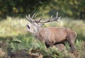 Red deer stag calling during rutting season in autumn Royalty Free Stock Photo