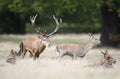 Red deer stag chasing a hind during rutting season in autumn Royalty Free Stock Photo