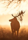 Red Deer stag with foliage on antlers during rutting season at sunrise Royalty Free Stock Photo