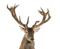 Close-up of a Red deer stag Royalty Free Stock Photo