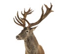 Close-up of a Red deer stag Royalty Free Stock Photo