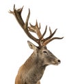 Close-up of a Red deer stag Royalty Free Stock Photo