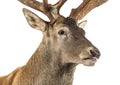 Close-up of a Red deer stag Royalty Free Stock Photo