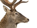 Close-up of a Red deer stag Royalty Free Stock Photo