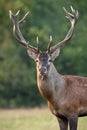 Close-up red deer stag head with antlers in autumn on green meadow Royalty Free Stock Photo