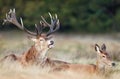 Red Deer stag with a hind during rutting season in autumn Royalty Free Stock Photo