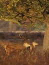 Red deer stag with hind during rutting season in autumn Royalty Free Stock Photo