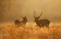 Red Deer stag and hind during rutting season at sunrise Royalty Free Stock Photo