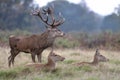 Red deer stag with hinds in the falling rain Royalty Free Stock Photo