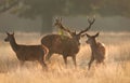 Close up of a Red Deer stag with hinds during rutting season at sunrise Royalty Free Stock Photo