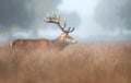 Red Deer stag on a misty autumn morning Royalty Free Stock Photo
