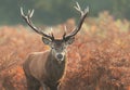 Red deer stag on a misty autumn morning Royalty Free Stock Photo