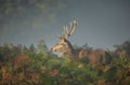 Red deer stag on a misty autumn morning Royalty Free Stock Photo