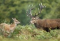 Red deer stag with a hind during rutting season Royalty Free Stock Photo