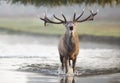 Red deer stag standing in water and calling during rutting season Royalty Free Stock Photo