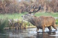 Red deer stag standing in water and calling during rutting season Royalty Free Stock Photo