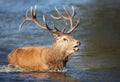 Red deer stag standing in water and calling during rutting season Royalty Free Stock Photo