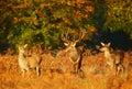 Red Deer stag with two hinds during rutting season in autumn Royalty Free Stock Photo