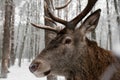 close-up portrait of a deer Royalty Free Stock Photo