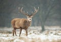 Close up of a Red deer stag in winter