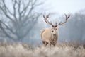 Close-up of a red deer stag in winter Royalty Free Stock Photo