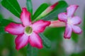 Red desert rose flowers or adenium blooming in nature garden background