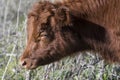 Close up of Red Dexter Cow head, considered a rare breed, looking to left