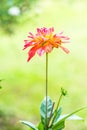 Close Up of Red Dhalia Flower Royalty Free Stock Photo