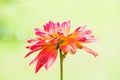 Close Up of Red Dhalia Flower Royalty Free Stock Photo