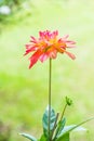 Close Up of Red Dhalia Flower Royalty Free Stock Photo