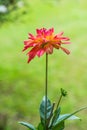 Close Up of Red Dhalia Flower Royalty Free Stock Photo
