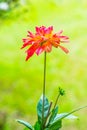 Close Up of Red Dhalia Flower Royalty Free Stock Photo