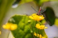 Close up of a red Dragon Flies, Pyrrhosoma nymphula, on yellow flower