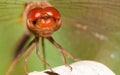 Close-up of a red dragonfly