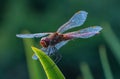 Macro of a red dragonfly with blurred bokeh background Royalty Free Stock Photo
