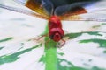 Close up red dragonfly catching on green with white leaf nature insect outdoor macro background